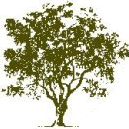 Olive Tree